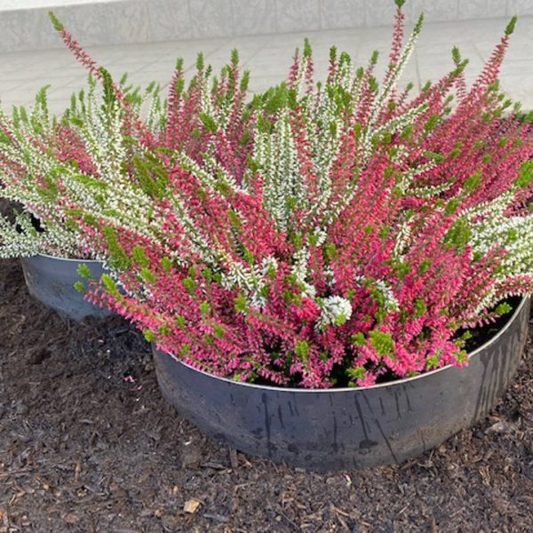 Officine Nuove Lattoneria Carpenteria metallica 311021 15 31 43 Lavorazioni Speciali Officine Nuove Lattoneria Carpenteria metallica 311021 15 31 43 Lavorazioni Speciali